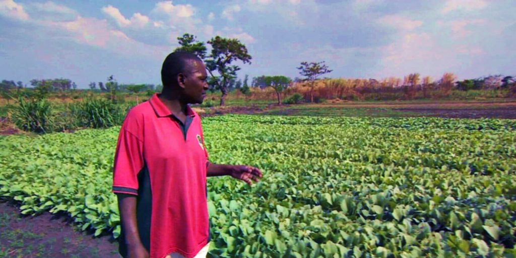Фермер в Малави тщательно ухаживает за табачными растениями